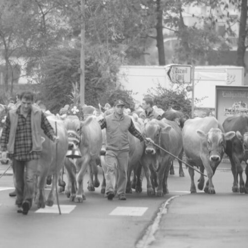 Braunviehmarkt 2010, Zuckenriet