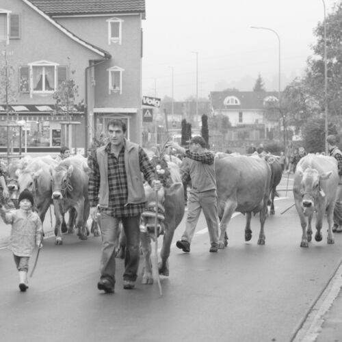 Braunviehmarkt 2010, Zuckenriet