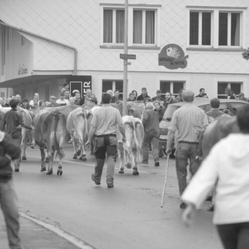 Braunviehmarkt 2010, Zuckenriet