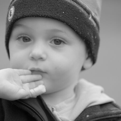 Braunviehmarkt 2010, Zuckenriet