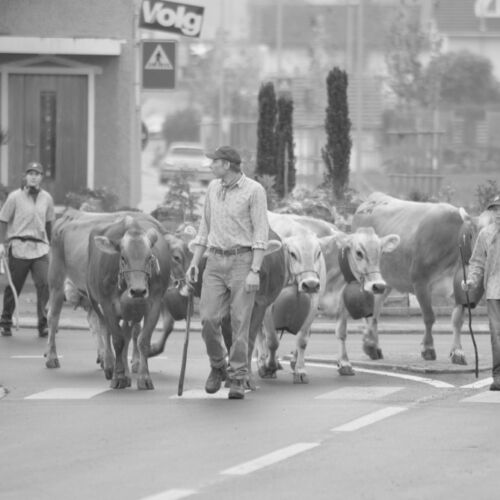 Braunviehmarkt 2010, Zuckenriet