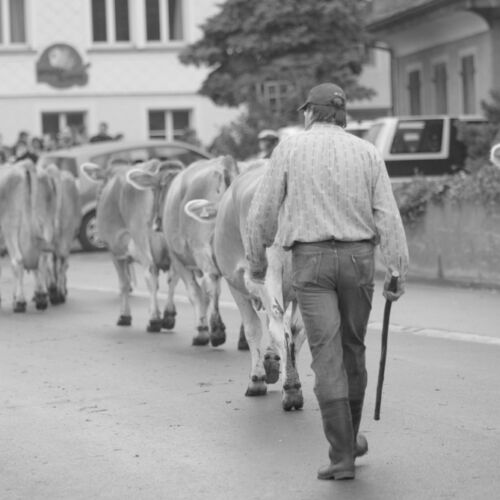 Braunviehmarkt 2010, Zuckenriet
