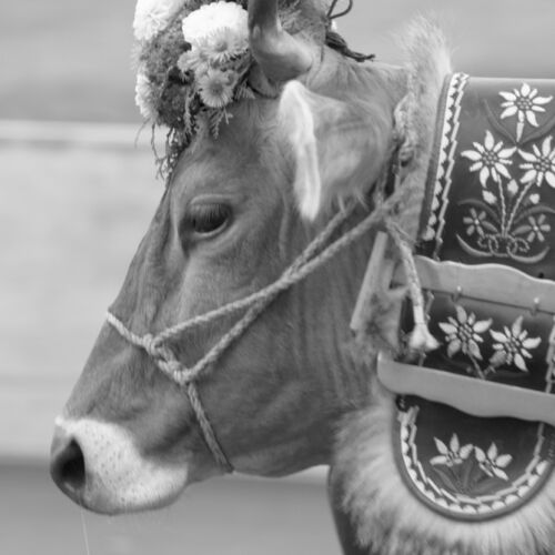 Braunviehmarkt 2010, Zuckenriet