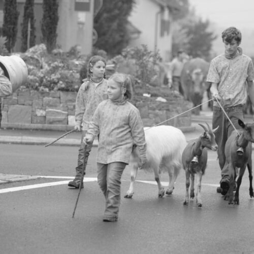 Braunviehmarkt 2010, Zuckenriet