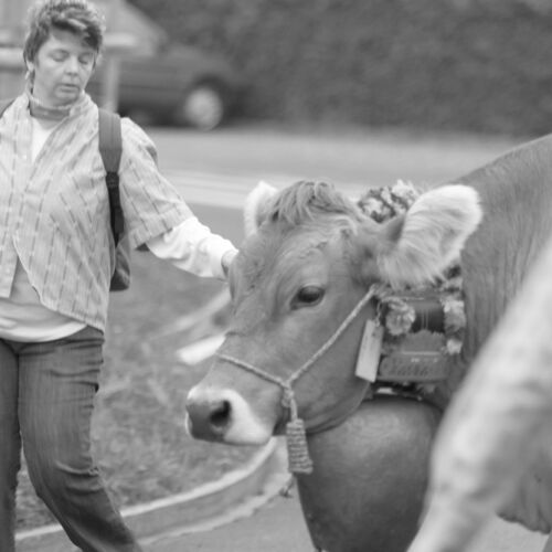 Braunviehmarkt 2010, Zuckenriet