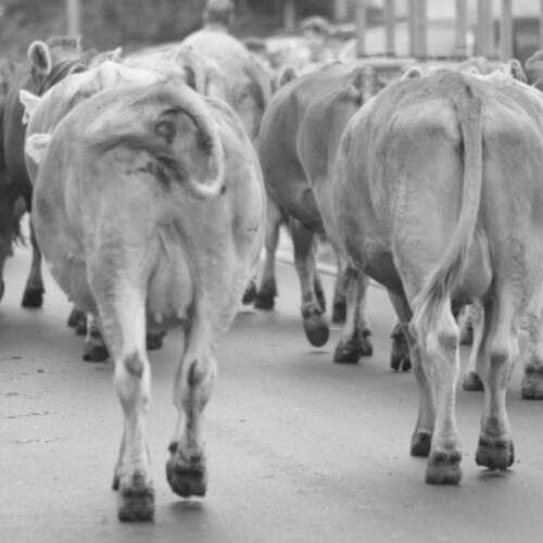 Braunviehmarkt 2010, Zuckenriet