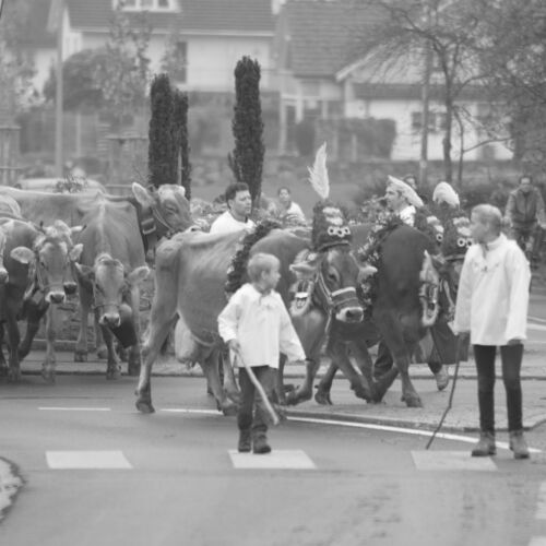 Braunviehmarkt 2010, Zuckenriet