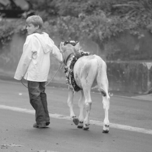Braunviehmarkt 2010, Zuckenriet