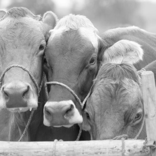 Braunviehmarkt 2010, Zuckenriet