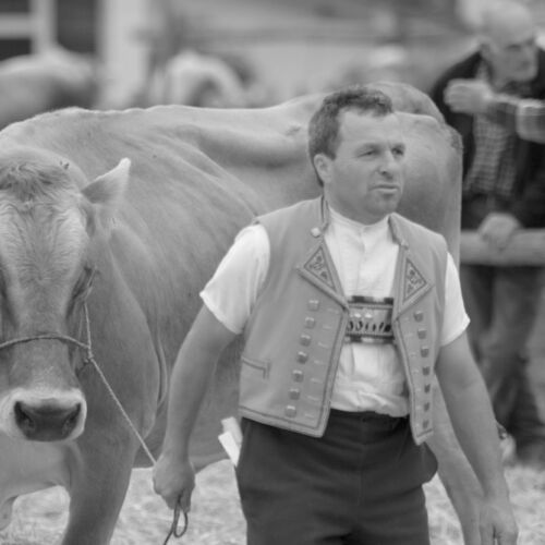 Braunviehmarkt 2010, Zuckenriet