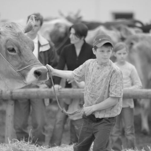 Braunviehmarkt 2010, Zuckenriet