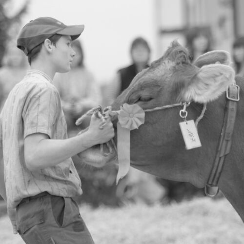 Braunviehmarkt 2010, Zuckenriet