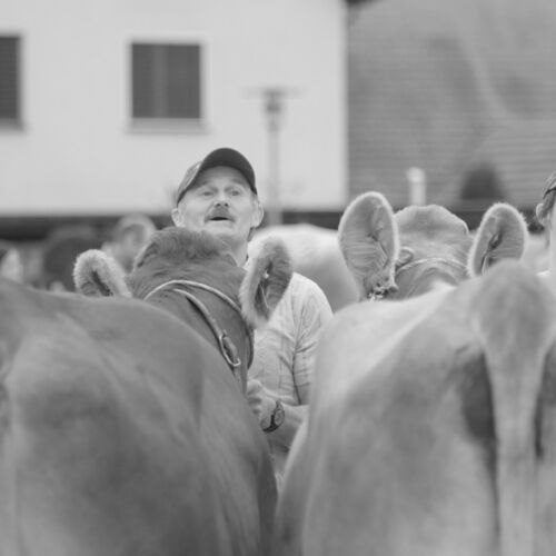 Braunviehmarkt 2010, Zuckenriet