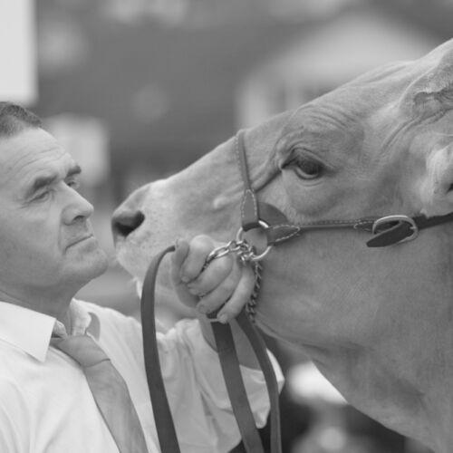 Braunviehmarkt 2010, Zuckenriet