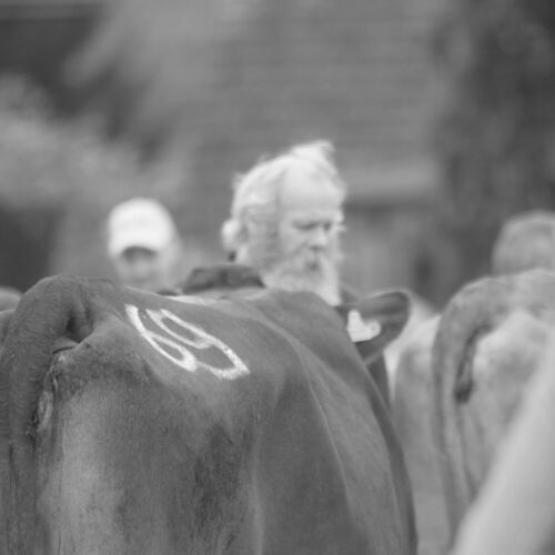 Braunviehmarkt 2010, Zuckenriet