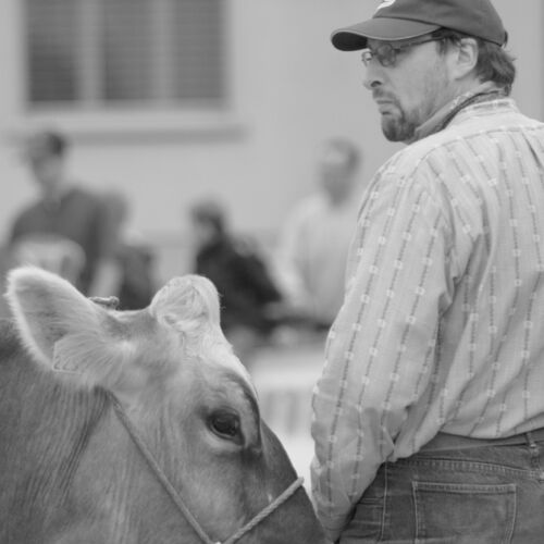 Braunviehmarkt 2010, Zuckenriet