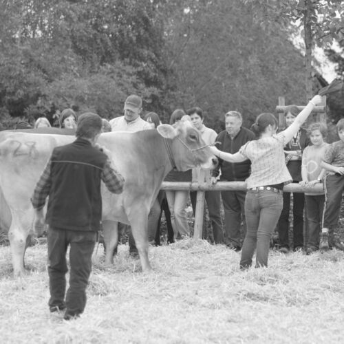 Braunviehmarkt 2010, Zuckenriet
