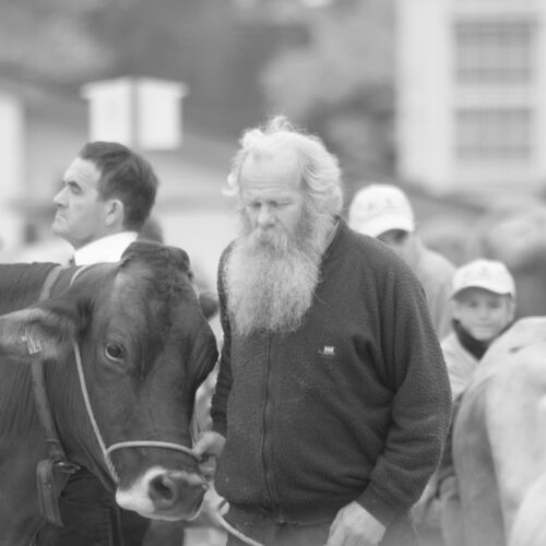 Braunviehmarkt 2010, Zuckenriet