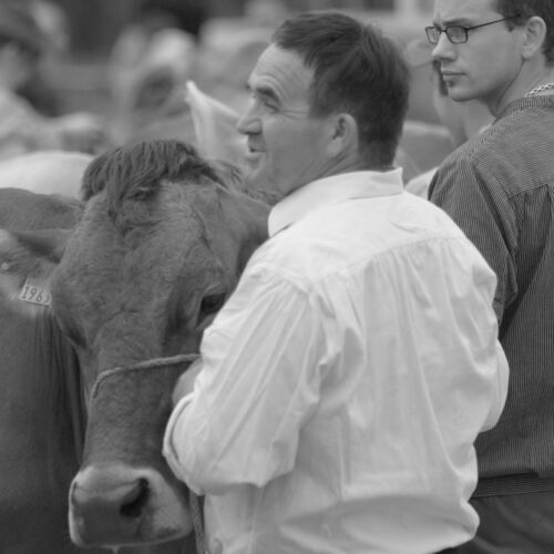 Braunviehmarkt 2010, Zuckenriet