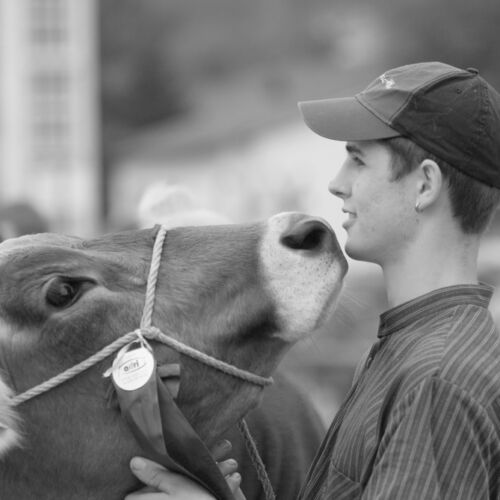 Braunviehmarkt 2010, Zuckenriet
