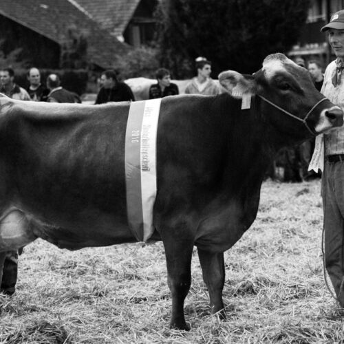 Braunviehmarkt 2010, Zuckenriet