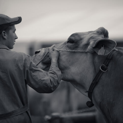 Schon mehrfach war ich an der Braunviehschau. Nicht nur die Kühe sind dort spannende Objekte.