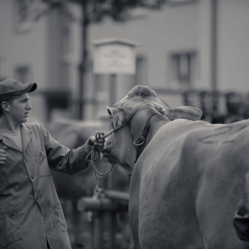 Schon mehrfach war ich an der Braunviehschau. Nicht nur die Kühe sind dort spannende Objekte.