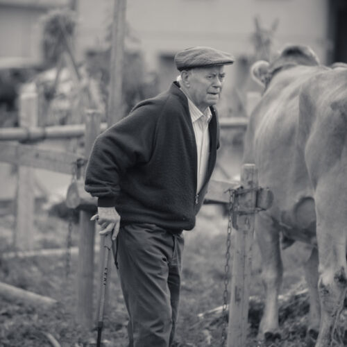 Schon mehrfach war ich an der Braunviehschau. Nicht nur die Kühe sind dort spannende Objekte.