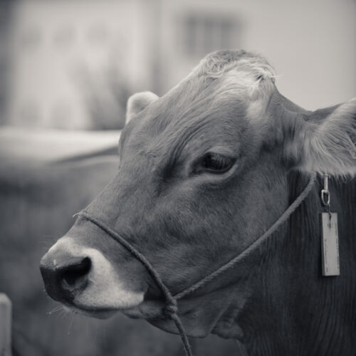 Schon mehrfach war ich an der Braunviehschau. Nicht nur die Kühe sind dort spannende Objekte.