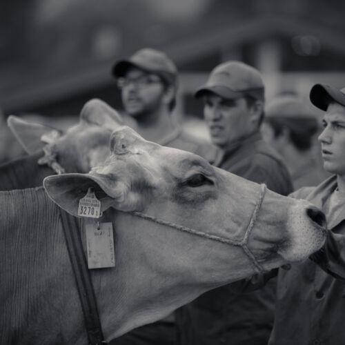 Schon mehrfach war ich an der Braunviehschau. Nicht nur die Kühe sind dort spannende Objekte.