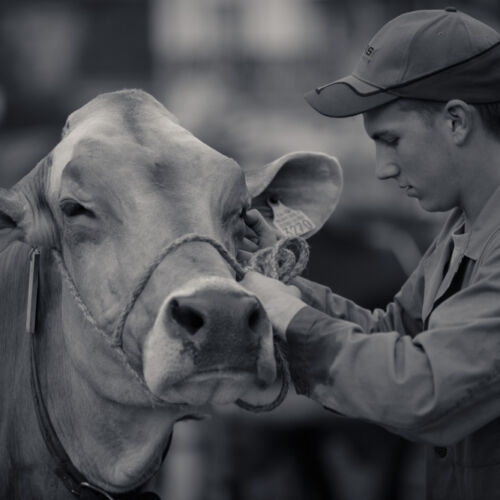 Schon mehrfach war ich an der Braunviehschau. Nicht nur die Kühe sind dort spannende Objekte.