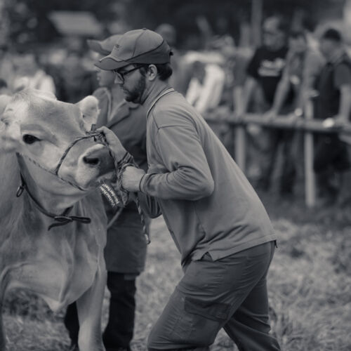 Schon mehrfach war ich an der Braunviehschau. Nicht nur die Kühe sind dort spannende Objekte.