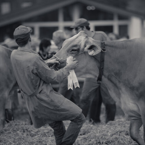 Schon mehrfach war ich an der Braunviehschau. Nicht nur die Kühe sind dort spannende Objekte.