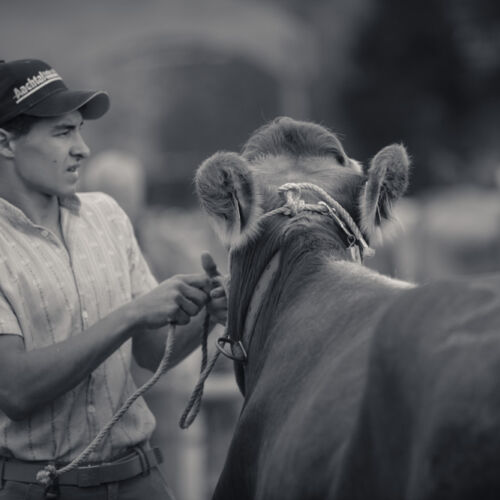 Schon mehrfach war ich an der Braunviehschau. Nicht nur die Kühe sind dort spannende Objekte.
