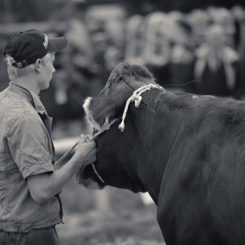 Schon mehrfach war ich an der Braunviehschau. Nicht nur die Kühe sind dort spannende Objekte.