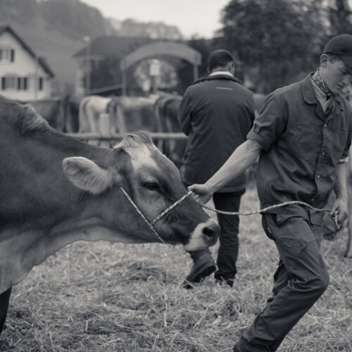 Schon mehrfach war ich an der Braunviehschau. Nicht nur die Kühe sind dort spannende Objekte.