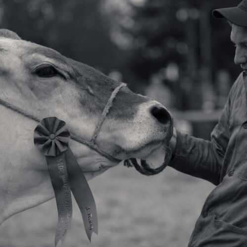 Schon mehrfach war ich an der Braunviehschau. Nicht nur die Kühe sind dort spannende Objekte.