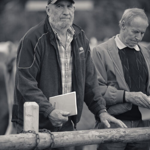 Schon mehrfach war ich an der Braunviehschau. Nicht nur die Kühe sind dort spannende Objekte.