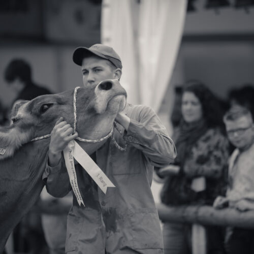 Schon mehrfach war ich an der Braunviehschau. Nicht nur die Kühe sind dort spannende Objekte.