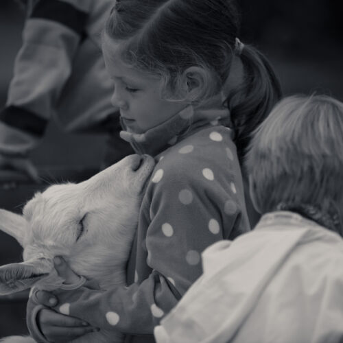 Schon mehrfach war ich an der Braunviehschau. Nicht nur die Kühe sind dort spannende Objekte.