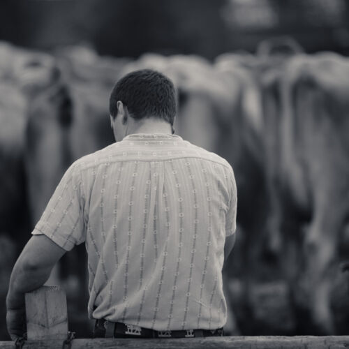 Schon mehrfach war ich an der Braunviehschau. Nicht nur die Kühe sind dort spannende Objekte.