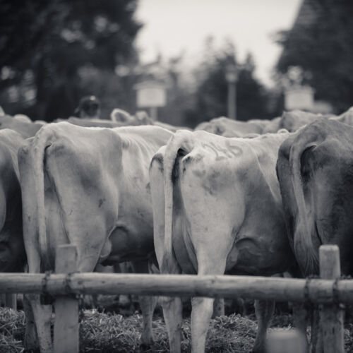 Schon mehrfach war ich an der Braunviehschau. Nicht nur die Kühe sind dort spannende Objekte.
