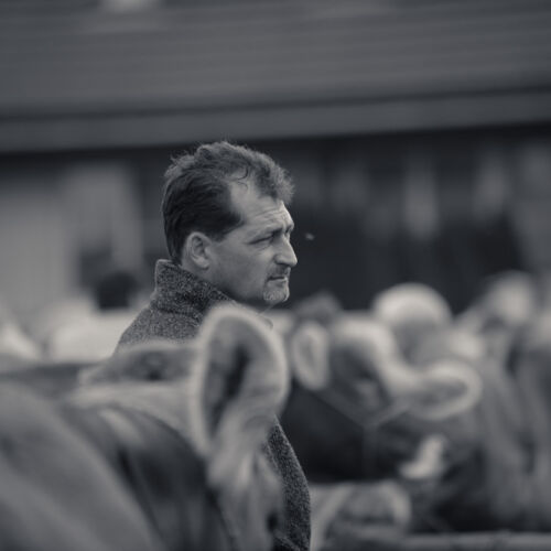 Schon mehrfach war ich an der Braunviehschau. Nicht nur die Kühe sind dort spannende Objekte.