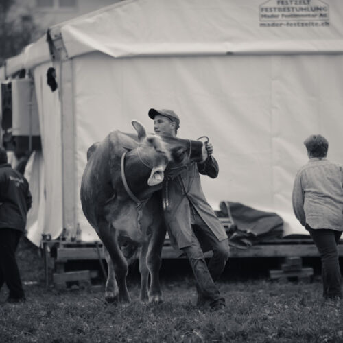 Schon mehrfach war ich an der Braunviehschau. Nicht nur die Kühe sind dort spannende Objekte.