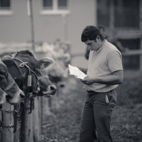 Schon mehrfach war ich an der Braunviehschau. Nicht nur die Kühe sind dort spannende Objekte.