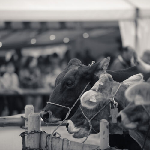 Schon mehrfach war ich an der Braunviehschau. Nicht nur die Kühe sind dort spannende Objekte.