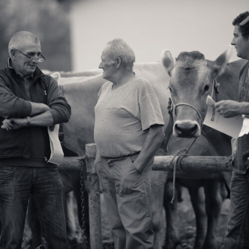 Schon mehrfach war ich an der Braunviehschau. Nicht nur die Kühe sind dort spannende Objekte.