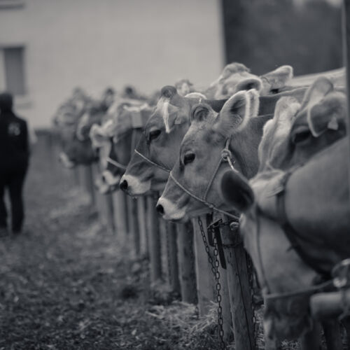 Schon mehrfach war ich an der Braunviehschau. Nicht nur die Kühe sind dort spannende Objekte.